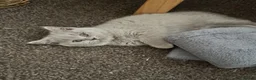 British Shorthair cats for sale: Ready Now British Shorthair kittens - Advert 3
