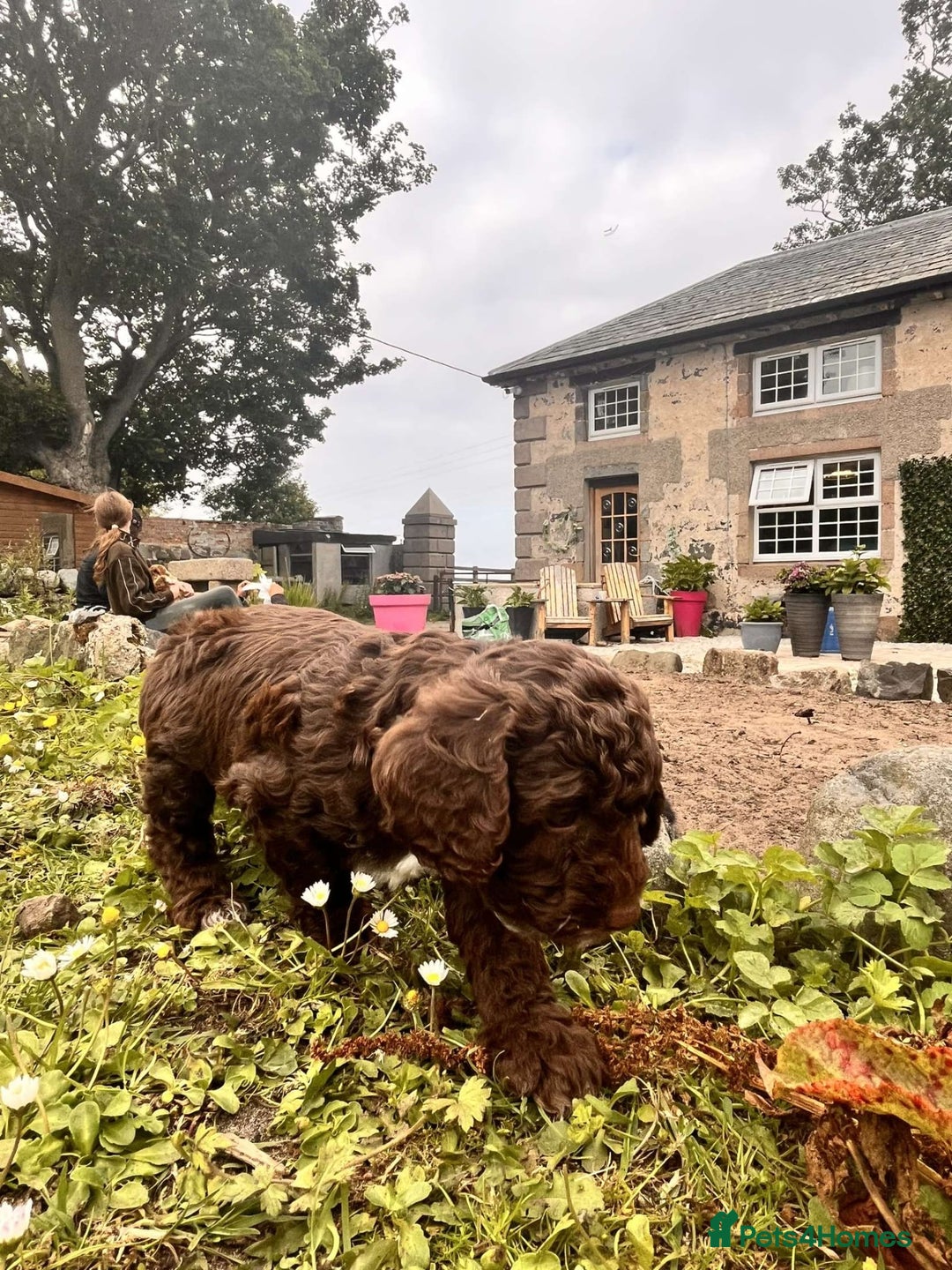 Cockapoo dogs for sale: Gorgeous Cockapoo puppies  - Image 1