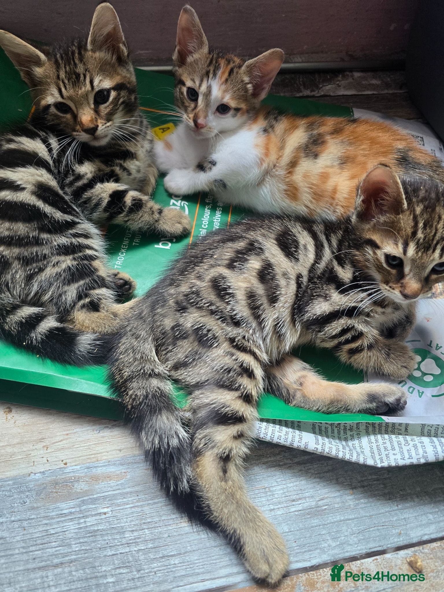 Mixed Breed cats Adorable Bengal x Shorthair Kittens  - Advert 13