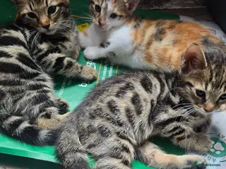 Mixed Breed cats Adorable Bengal x Shorthair Kittens - Advert 13