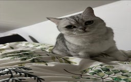 British Shorthair cats for sale: British Short Hair - Silver Shaded - Stormi - Image 2