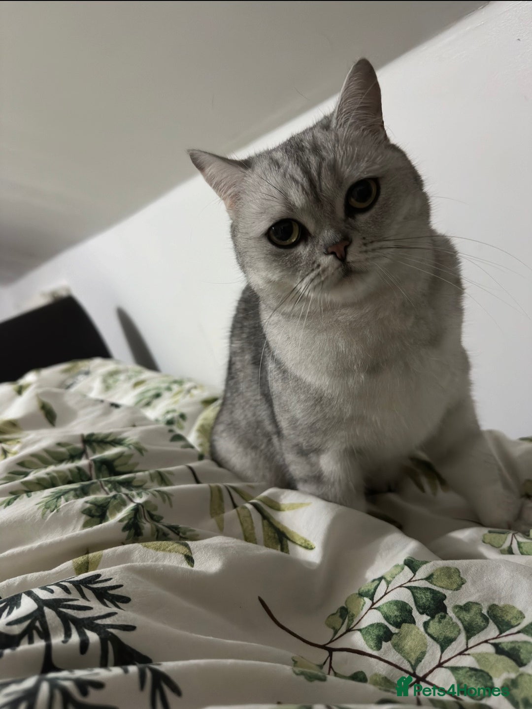 British Shorthair cats for sale: British Short Hair - Silver Shaded - Stormi - Image 2