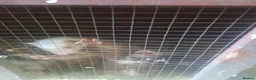 Ferret rodents for sale: Ferrets  in Crowborough - Advert 1