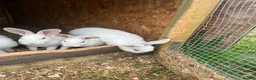 Mixed Breed rabbits for sale: Rabbits for sale  - Advert 5