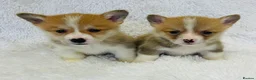 Welsh Corgi Pembroke dogs for sale: 🦊 Beautiful Corgi Puppies 🦊 - Advert 2