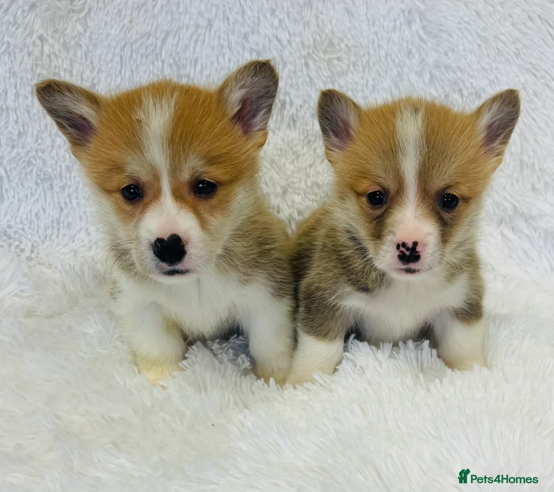 Welsh Corgi Pembroke dogs for sale: 🦊 Beautiful Corgi Puppies 🦊 - Advert 2