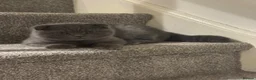 Scottish Fold cats for sale: 3 Beautiful Purebred Scottish Fold Male Kittens - Advert 18
