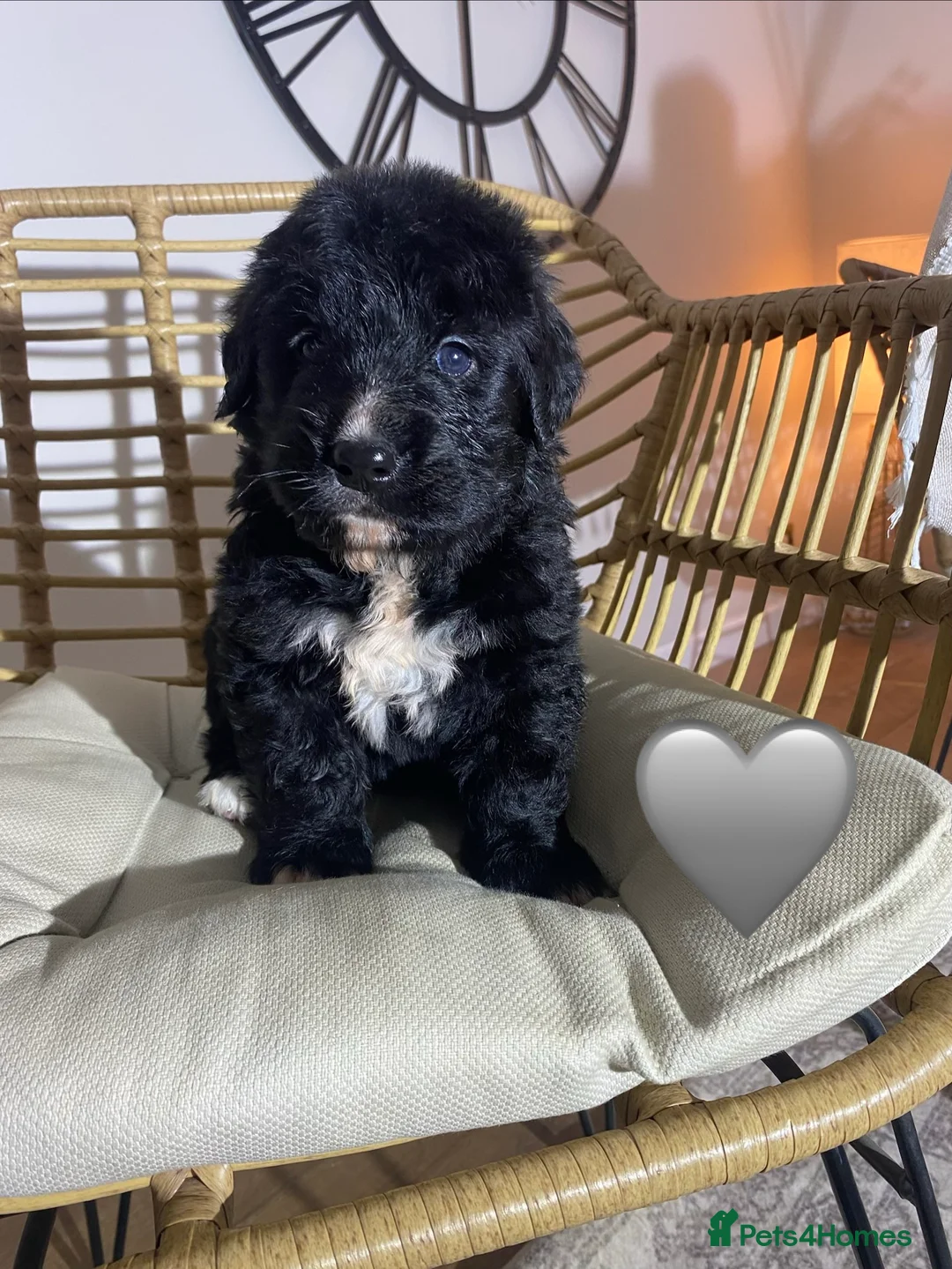 Mixed Breed dogs for sale: Golden Bernese Puppies 🖤🤍🤎 - Advert 29