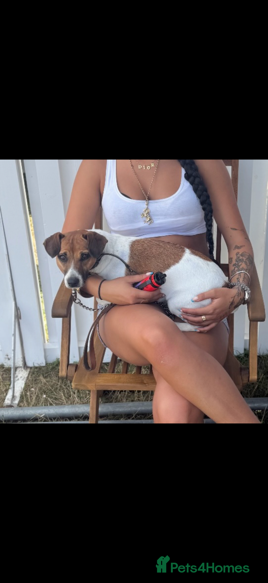 Jack Russell dogs for sale: Tri coloured Jack Russel pups  - Advert 12