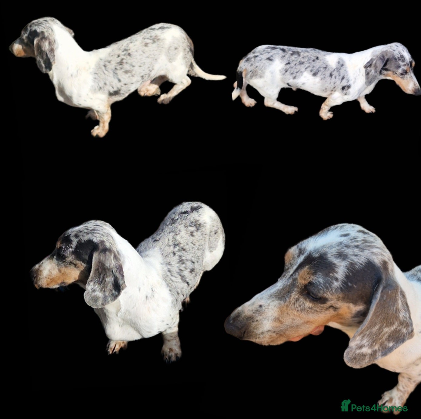Miniature Dachshund dogs PRA CLEAR BLUE PIED DAPPLE STUD - Advert 20