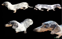 Miniature Dachshund dogs for stud: PRA CLEAR BLUE PIED DAPPLE STUD - Image 1