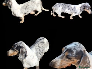 Miniature Dachshund dogs - Advert 3