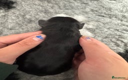 Cocker Spaniel dogs for sale: Stunning Cocker Spaniel puppies - Image 9