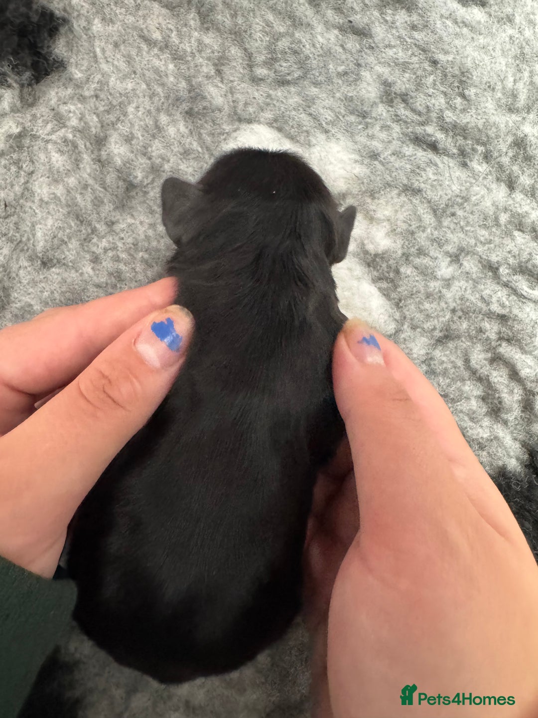 Cocker Spaniel dogs for sale: Stunning Cocker Spaniel puppies - Image 9