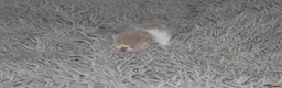 Persian cats for sale: Beautiful Persian kittens in Doncaster - Advert 28