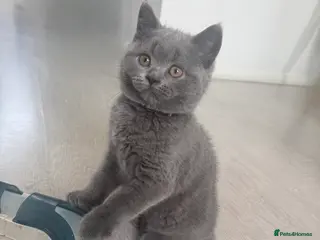 British Shorthair cats 🩵GCCF PEDIGREE chunky🩵Britishshorthair kitten - Advert 11
