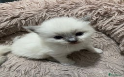 Ragdoll cats for sale: Adorable blue eyed babies - Advert 9