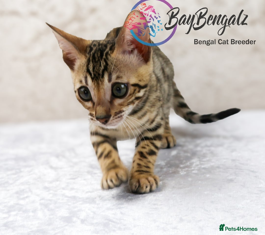 Bengal cats for sale: Champion line Superb Bengal Kittens  - Image 22