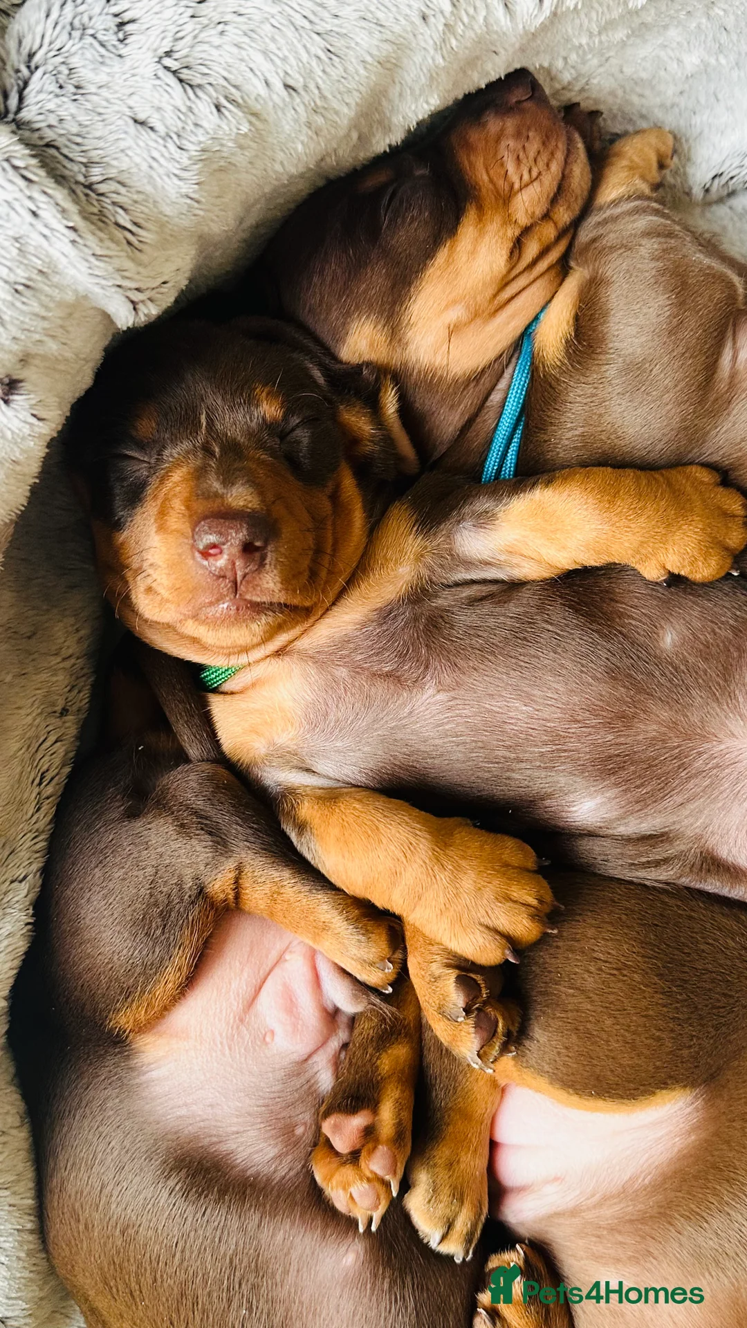Miniature Dachshund dogs for sale: Trainer Raised Mini Dachshund Puppies - Advert 7