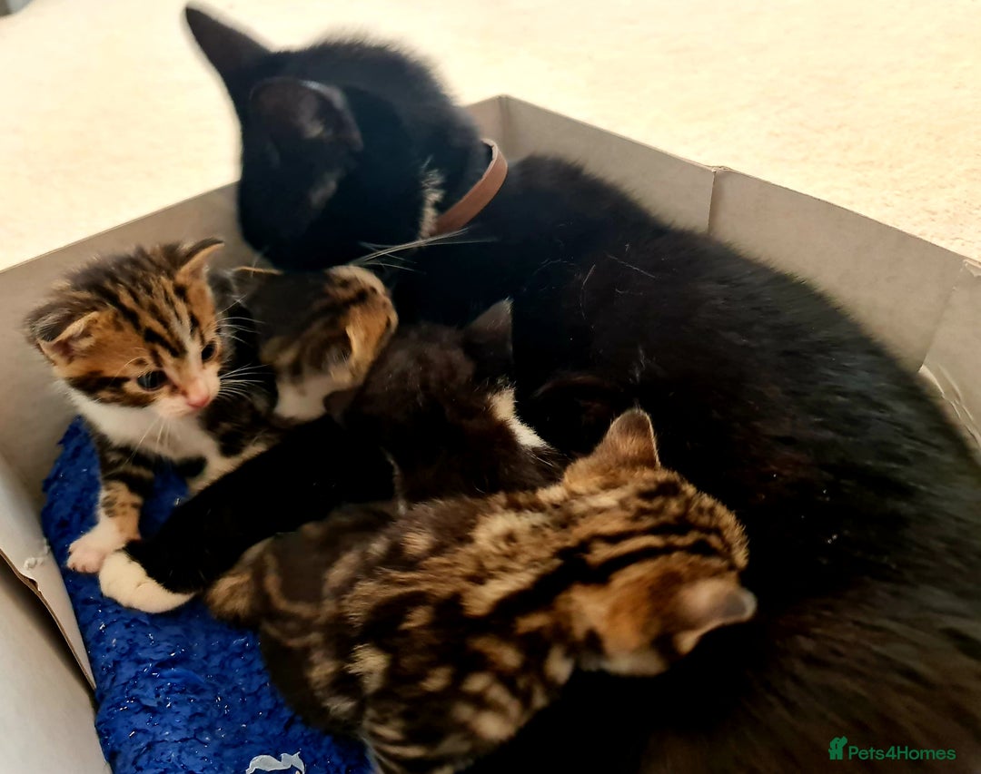 Mixed Breed cats for sale: Sweet Black & White & Tabby Kittens - Image 17