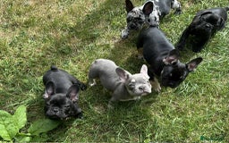 French Bulldog dogs for sale: French Bulldogs  - Image 30