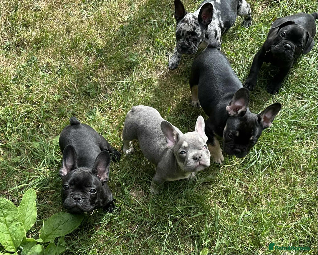 French Bulldog dogs for sale: French Bulldogs  - Image 30