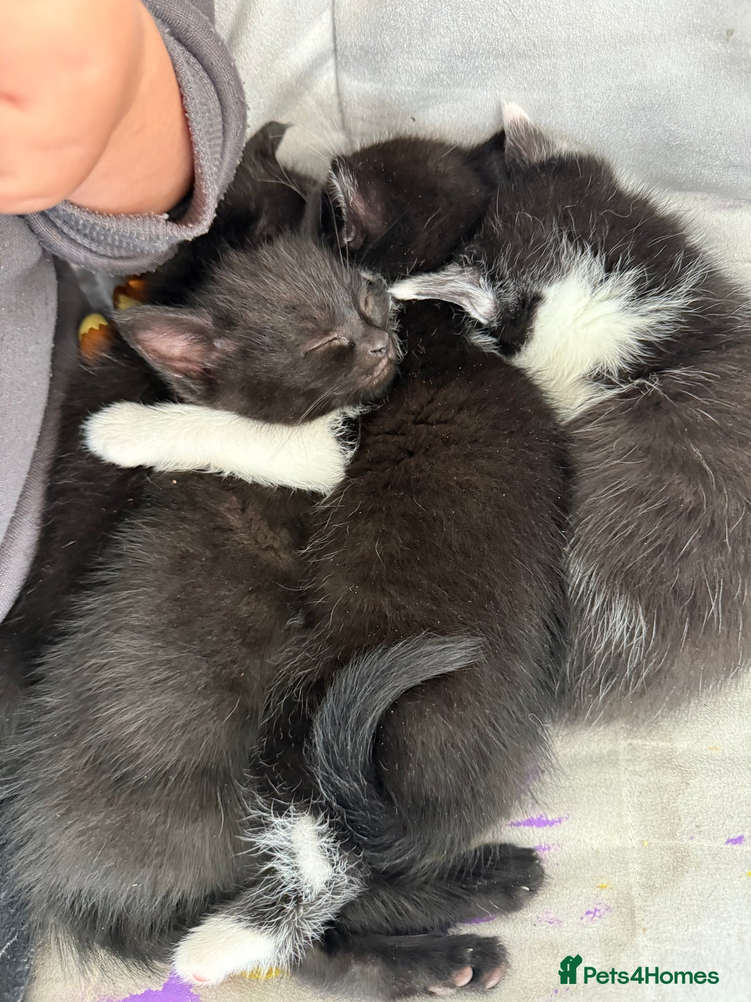 British Shorthair cats for sale: 4 adorable kittens ready for their new home!! - Image 19