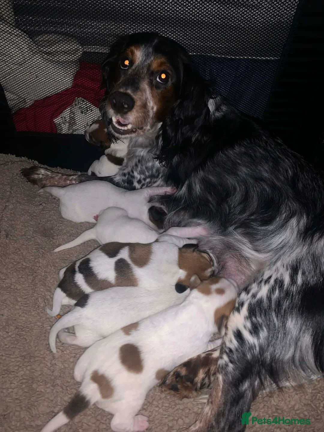Mixed Breed dogs for sale: Cockerpoo x puppies - Advert 2
