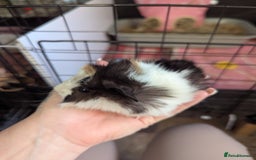 Guinea Pig rodents for sale: Baby guinea pigs  - Advert 5