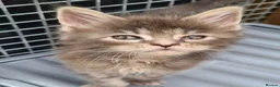 Maine Coon cats for sale: Pedigree tica mainecoon kittens - Advert 20