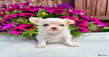 Chihuahua dogs - Advert 14