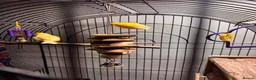 Canaries birds for sale: 2 Canaries and cage  - Advert 3