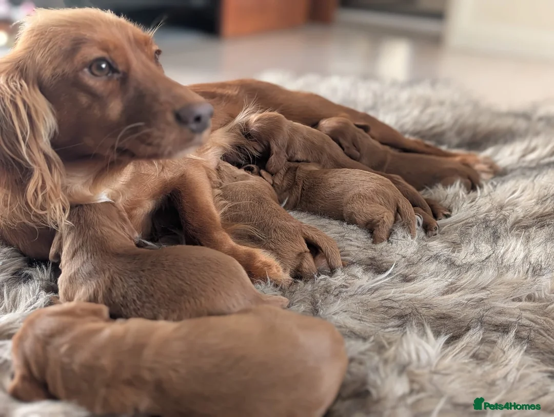 Cocker Spaniel dogs for stud: KC Reg, health tested Working cocker Spaniel in Barnsley - Advert 14