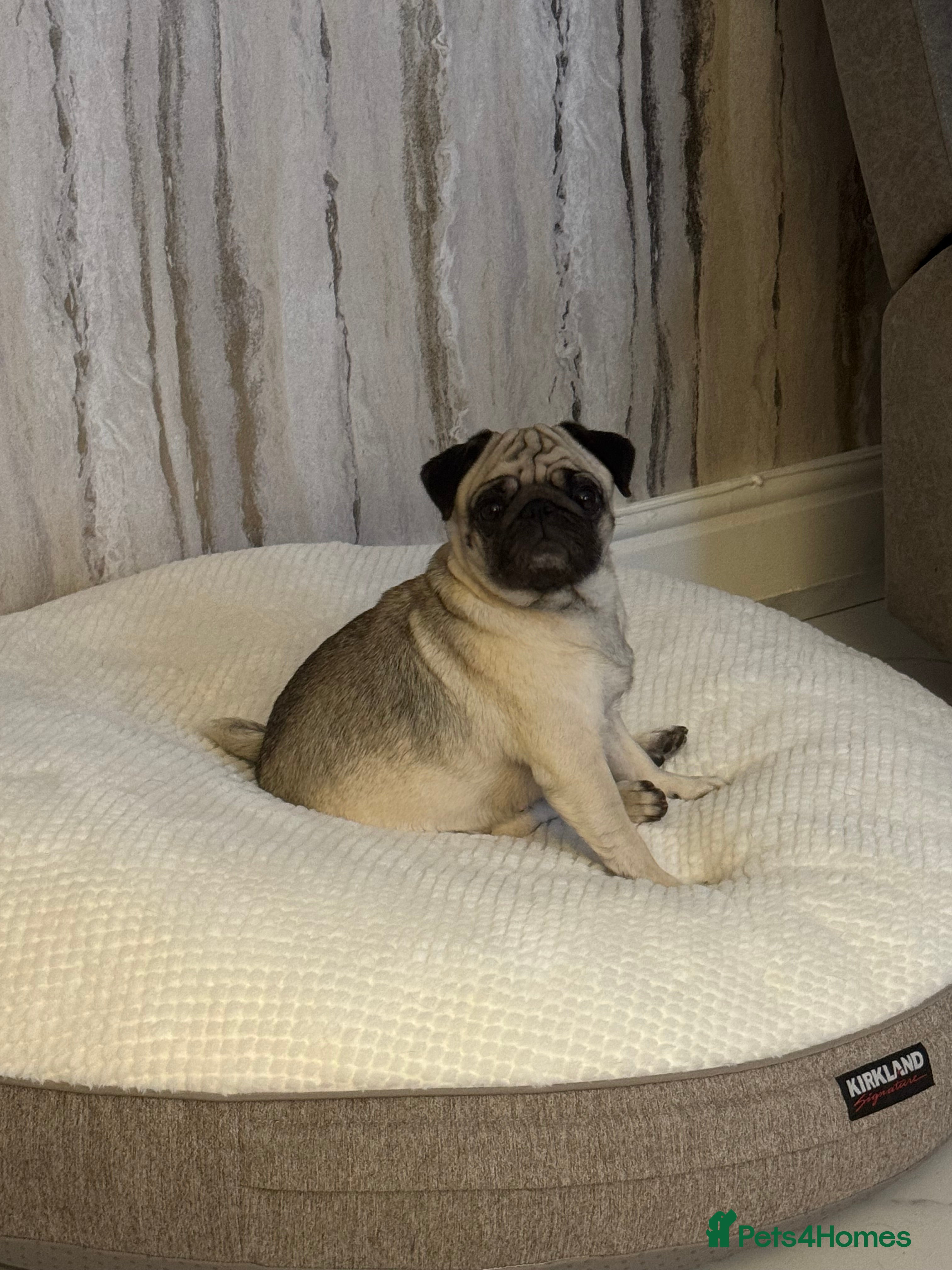 Frug dogs Pug/frenchie  - Advert 4