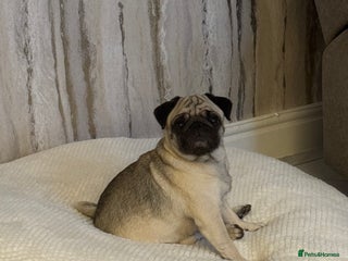 Frug dogs Pug/frenchie - Advert 4