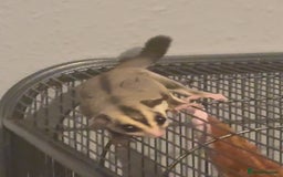 Sugar Glider rodents for sale: Sugar glider and full set up - Image 11