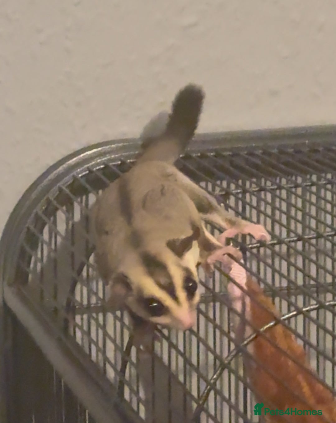 Sugar Glider rodents for sale: Sugar glider and full set up - Image 11