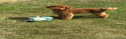 Toy Poodle dogs for stud: STUD ONLY - Advert 4