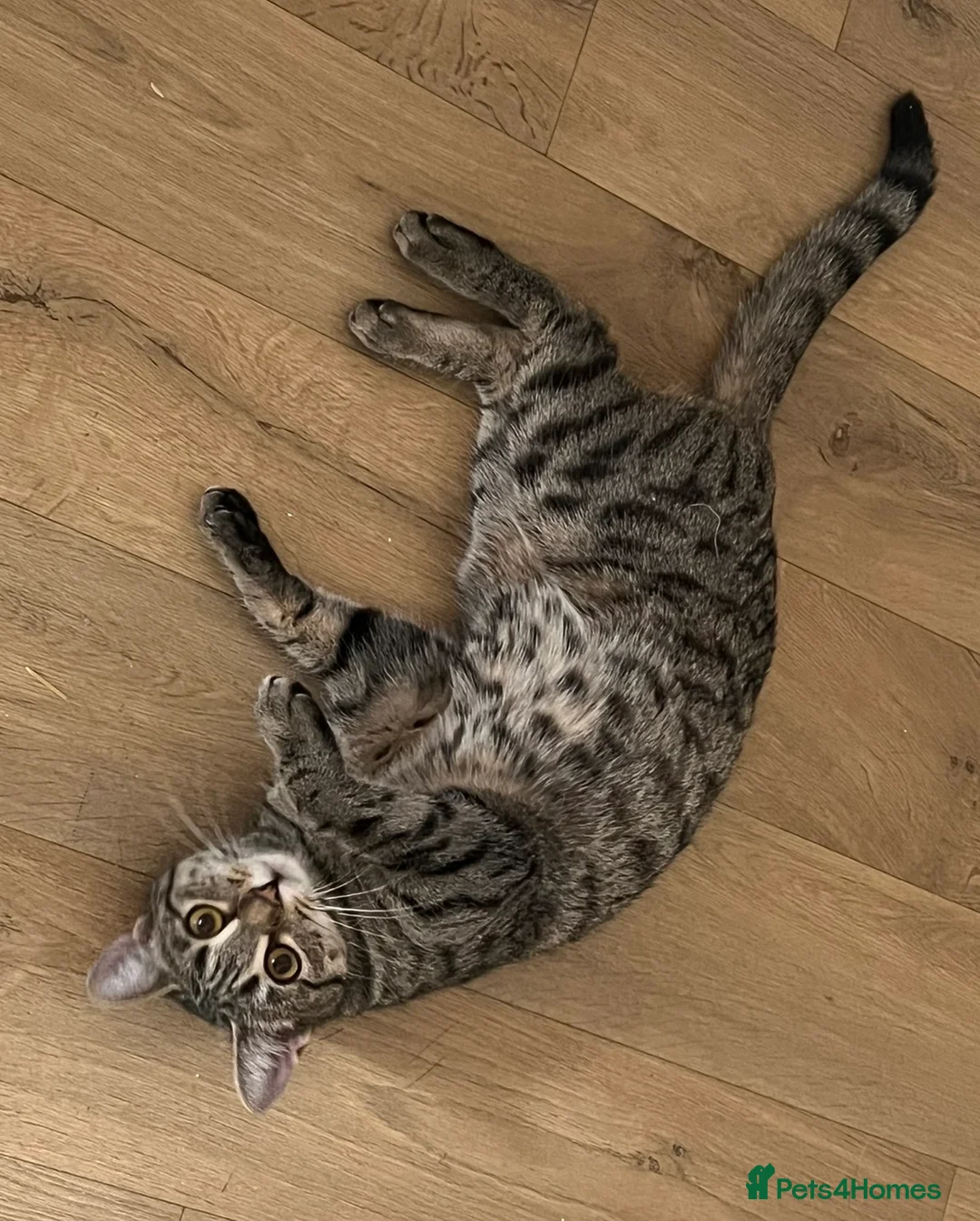 Bengal cats for sale: Loving cat seeking forever home asap in Bury Saint Edmunds - Advert 3