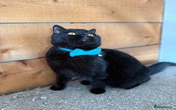 British Shorthair cats for sale: BSH GCCF Active Registered champion lines - Image 15