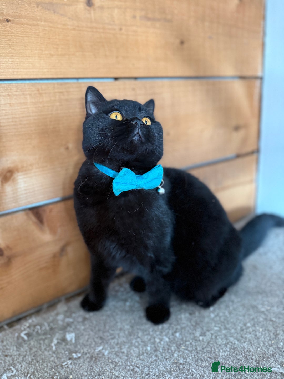 British Shorthair cats for sale: BSH GCCF Active Registered champion lines - Image 15