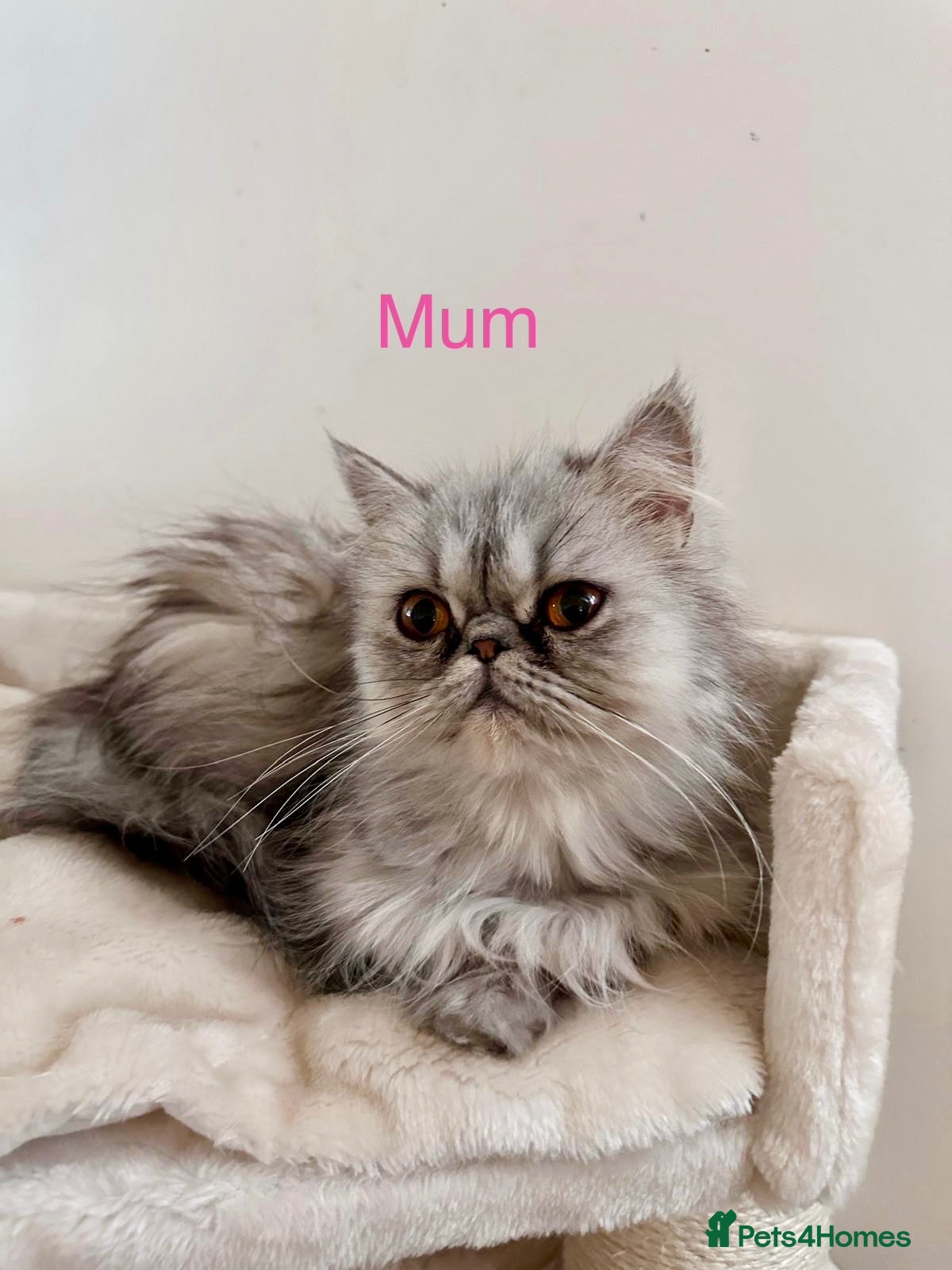 Persian cats 6 affectionate full Persian kittens ready now - Advert 2