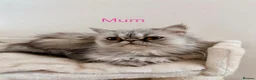 Persian cats for sale: 6 affectionate full Persian kittens ready now - Advert 2