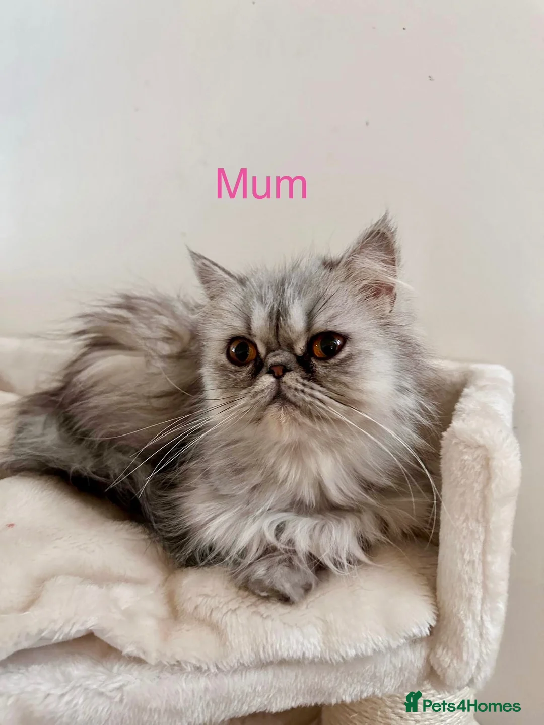 Persian cats for sale: 6 affectionate full Persian kittens ready now - Advert 2