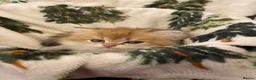 British Longhair cats for sale: Last BLH beautiful Boy - Advert 7