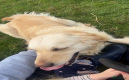 Golden Retriever dogs for sale: Golden retriever  - Image 6