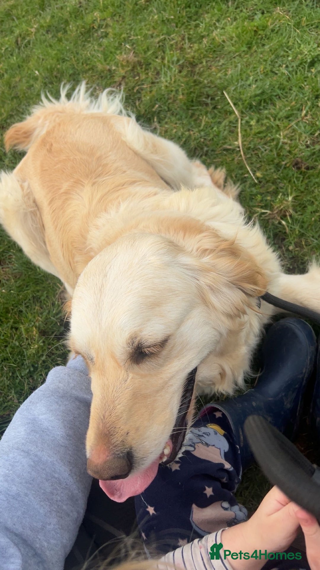 Golden Retriever dogs for sale: Golden retriever  - Image 6