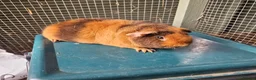 Guinea Pig rodents for sale: Teddy boars & sows  in Wotton-under-Edge - Advert 5
