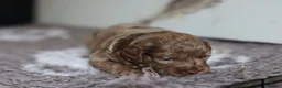 Cavapoo dogs for sale: F1 rare chocolate/choc Merle Cavapoo pups - Advert 32