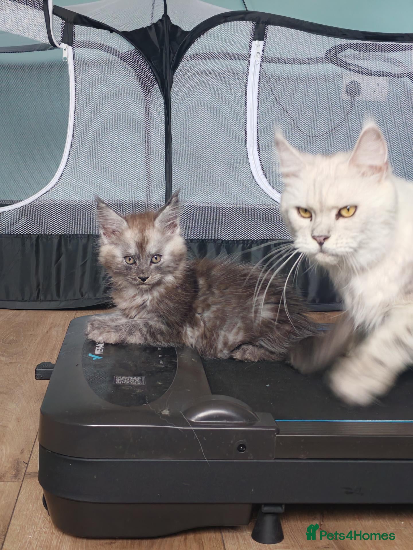Maine Coon cats for sale: Purebreed maine coon females ❤️❤️  - Advert 1